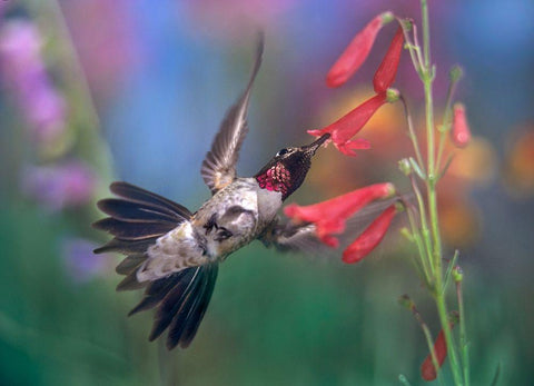 Broad Tailed Hummingbird at Scarlet Bugler Black Ornate Wood Framed Art Print with Double Matting by Fitzharris, Tim