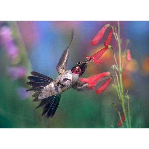 Broad Tailed Hummingbird at Scarlet Bugler White Modern Wood Framed Art Print by Fitzharris, Tim