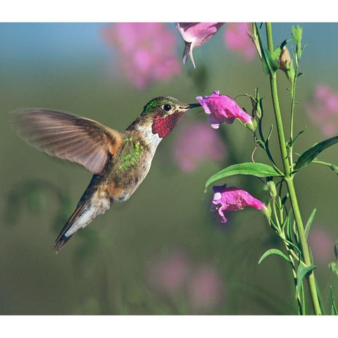 Broad Tailed Hummingbird at Penstemon Gold Ornate Wood Framed Art Print with Double Matting by Fitzharris, Tim