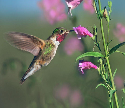 Broad Tailed Hummingbird at Penstemon Black Ornate Wood Framed Art Print with Double Matting by Fitzharris, Tim