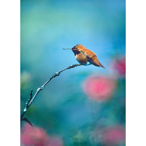 Rufous Hummingbird Sitting on Branch Gold Ornate Wood Framed Art Print with Double Matting by Fitzharris, Tim