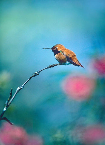 Rufous Hummingbird Sitting on Branch Black Ornate Wood Framed Art Print with Double Matting by Fitzharris, Tim