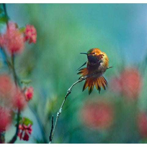 Rufous Hummingbird Sitting on Branch Black Modern Wood Framed Art Print with Double Matting by Fitzharris, Tim