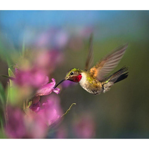 Broad Tailed Hummingbird at Penstemon White Modern Wood Framed Art Print by Fitzharris, Tim