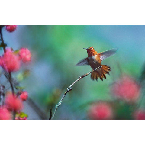 Rufous Hummingbird Among Red Flowered Currants Gold Ornate Wood Framed Art Print with Double Matting by Fitzharris, Tim