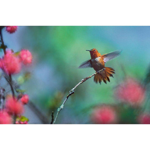 Rufous Hummingbird Among Red Flowered Currants Black Modern Wood Framed Art Print with Double Matting by Fitzharris, Tim