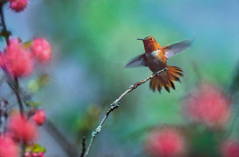 Rufous Hummingbird Among Red Flowered Currants White Modern Wood Framed Art Print with Double Matting by Fitzharris, Tim