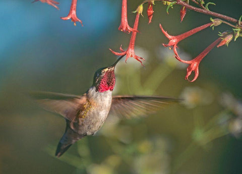 Broad Tailed Hummingbird at Scarlet Trumpets Black Ornate Wood Framed Art Print with Double Matting by Fitzharris, Tim