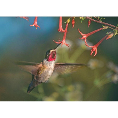 Broad Tailed Hummingbird at Scarlet Trumpets White Modern Wood Framed Art Print by Fitzharris, Tim