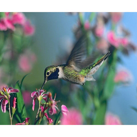 Black Chinned Hummingbird Gold Ornate Wood Framed Art Print with Double Matting by Fitzharris, Tim