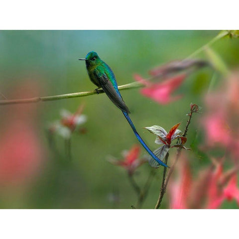 Long Tailed Sylph Hummingbird Ecuador White Modern Wood Framed Art Print by Fitzharris, Tim