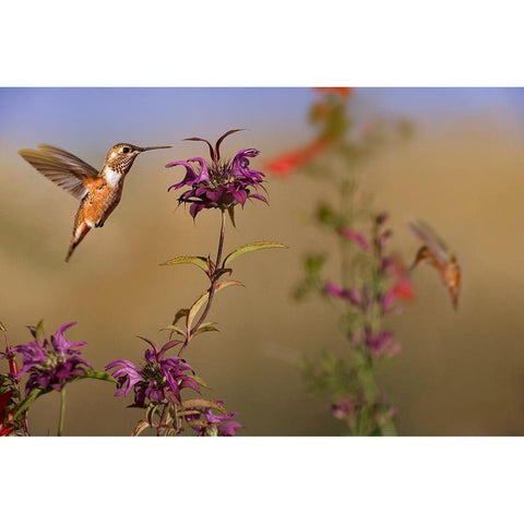 Broad Tailed Hummingbird White Modern Wood Framed Art Print by Fitzharris, Tim