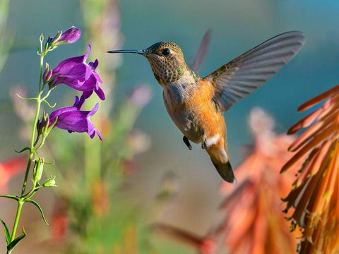 Broad Tailed Hummingbird White Modern Wood Framed Art Print with Double Matting by Fitzharris, Tim