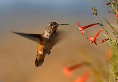 Broad Tailed Hummingbird White Modern Wood Framed Art Print with Double Matting by Fitzharris, Tim