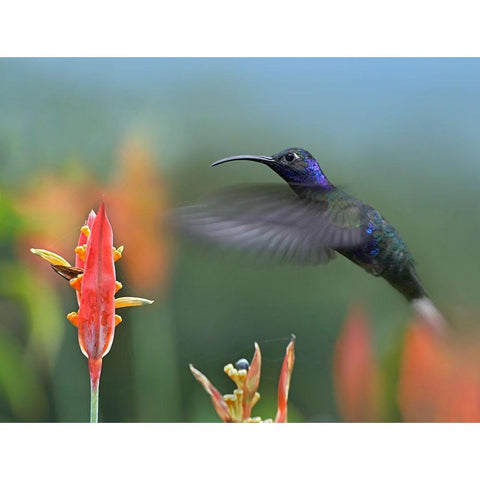 Violet Sabrewing Hummingbird Black Modern Wood Framed Art Print with Double Matting by Fitzharris, Tim