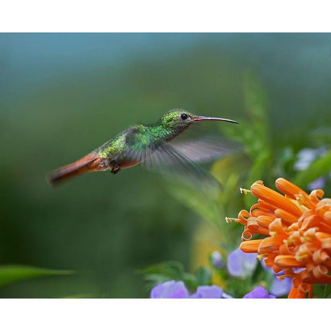 Rufous Tailed Hummingbird at Flame Vine Gold Ornate Wood Framed Art Print with Double Matting by Fitzharris, Tim