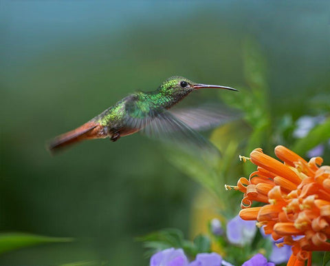 Rufous Tailed Hummingbird at Flame Vine Black Ornate Wood Framed Art Print with Double Matting by Fitzharris, Tim