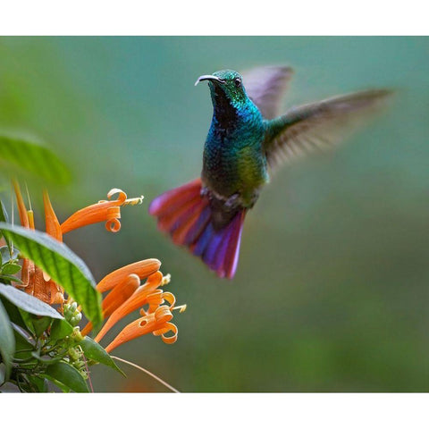 Green Breasted Mango Hummingbird at Flame Vine White Modern Wood Framed Art Print by Fitzharris, Tim