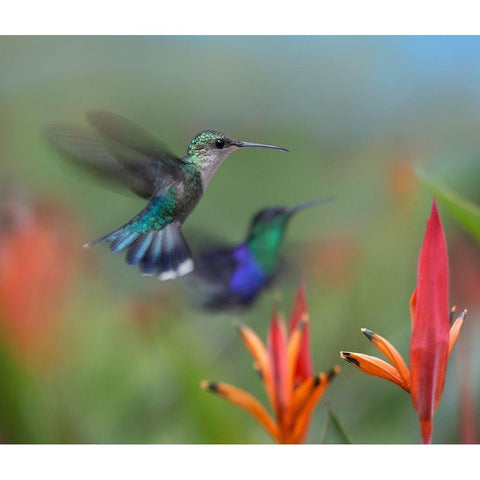 Crowned Woodnymph Hummingbirds Gold Ornate Wood Framed Art Print with Double Matting by Fitzharris, Tim