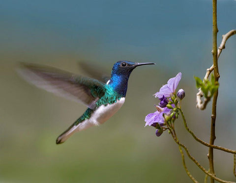 White Necked Jacobin Hummingbird Black Ornate Wood Framed Art Print with Double Matting by Fitzharris, Tim