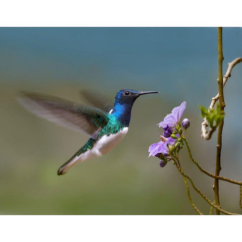 White Necked Jacobin Hummingbird Gold Ornate Wood Framed Art Print with Double Matting by Fitzharris, Tim