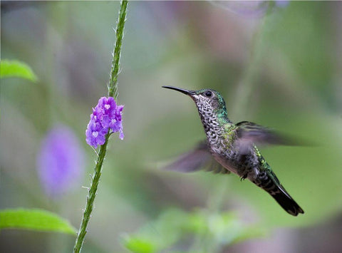 White Necked Jacobin Hummingbird Female at Porterweed White Modern Wood Framed Art Print with Double Matting by Fitzharris, Tim