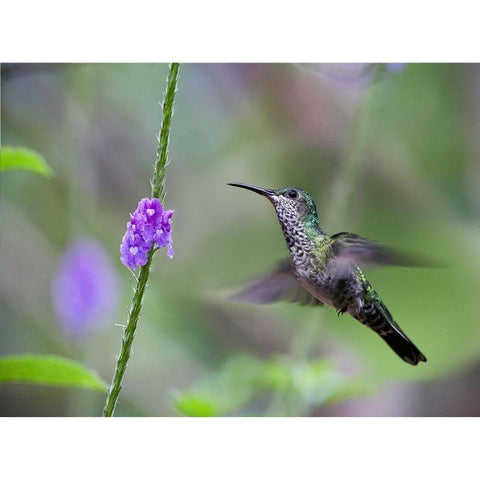 White Necked Jacobin Hummingbird Female at Porterweed Gold Ornate Wood Framed Art Print with Double Matting by Fitzharris, Tim