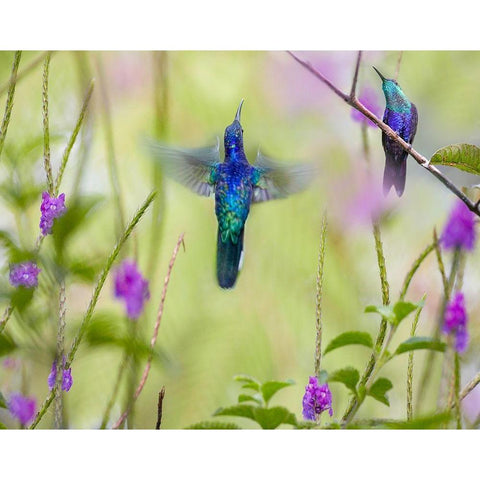 Violet Sabrewing and Crowned Woodnymph Hummingbirds White Modern Wood Framed Art Print by Fitzharris, Tim