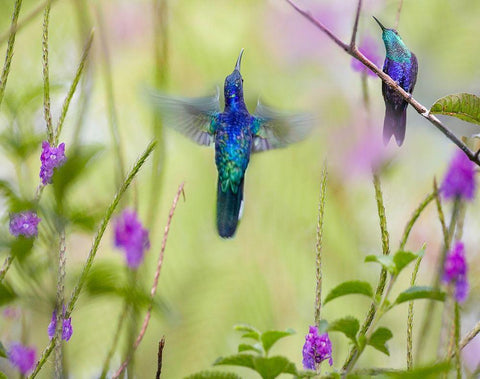 Violet Sabrewing and Crowned Woodnymph Hummingbirds White Modern Wood Framed Art Print with Double Matting by Fitzharris, Tim