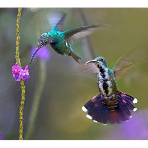 Green Breasted Mango Hummingbird  feeding on porterweed Gold Ornate Wood Framed Art Print with Double Matting by Fitzharris, Tim