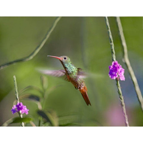 Rufous Tailed Hummingbird Black Modern Wood Framed Art Print with Double Matting by Fitzharris, Tim