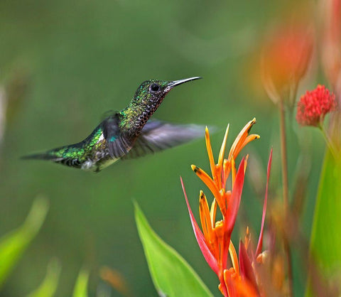 White Necked Jacobin Hummingbird Female Black Ornate Wood Framed Art Print with Double Matting by Fitzharris, Tim