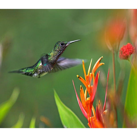 White Necked Jacobin Hummingbird Female Black Modern Wood Framed Art Print with Double Matting by Fitzharris, Tim