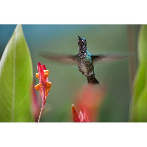 White Necked Jacobin Hummingbird Female Gold Ornate Wood Framed Art Print with Double Matting by Fitzharris, Tim