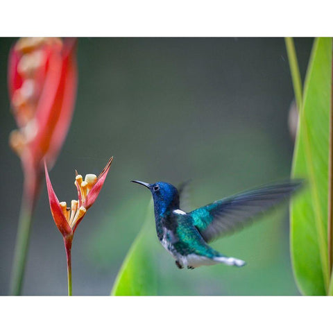 White Necked Jacobin Hummingbird Gold Ornate Wood Framed Art Print with Double Matting by Fitzharris, Tim