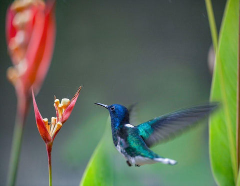 White Necked Jacobin Hummingbird White Modern Wood Framed Art Print with Double Matting by Fitzharris, Tim