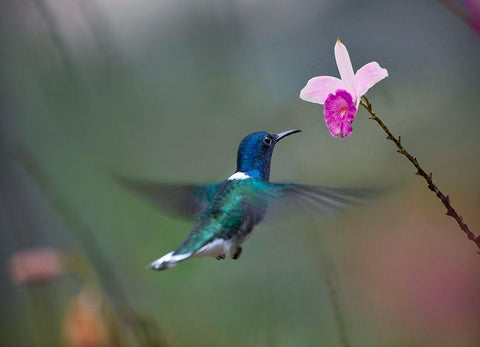 White Necked Hummingbird at Bamboo Orchid White Modern Wood Framed Art Print with Double Matting by Fitzharris, Tim