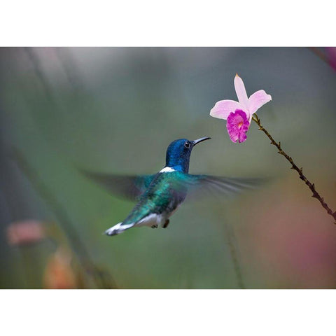 White Necked Hummingbird at Bamboo Orchid White Modern Wood Framed Art Print by Fitzharris, Tim