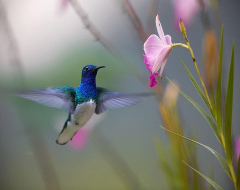 White Necked Jacobin Hummingbird Black Ornate Wood Framed Art Print with Double Matting by Fitzharris, Tim