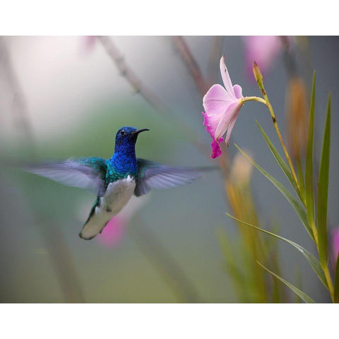 White Necked Jacobin Hummingbird Gold Ornate Wood Framed Art Print with Double Matting by Fitzharris, Tim