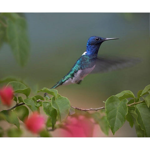 White Necked Jacobin Hummingbird Gold Ornate Wood Framed Art Print with Double Matting by Fitzharris, Tim