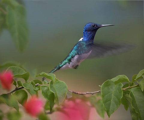 White Necked Jacobin Hummingbird Black Ornate Wood Framed Art Print with Double Matting by Fitzharris, Tim