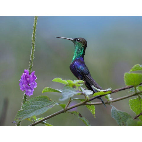 Crowned Woodnymph Hummingbird Black Modern Wood Framed Art Print with Double Matting by Fitzharris, Tim