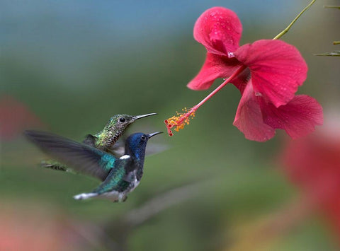 White Necked Jacobin Hummingbirds at Hibiscus White Modern Wood Framed Art Print with Double Matting by Fitzharris, Tim