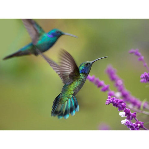 Green Violet T-Ear Hummingbird White Modern Wood Framed Art Print by Fitzharris, Tim