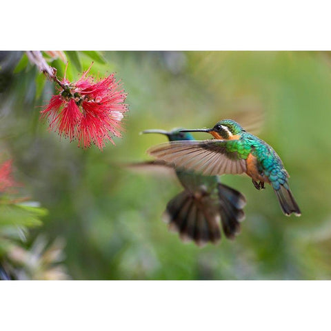 Gray Tailed Mountain Gem Female and Green Violet-Ear Hummingbird Black Modern Wood Framed Art Print with Double Matting by Fitzharris, Tim