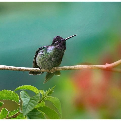 Magnificent Hummingbird Gold Ornate Wood Framed Art Print with Double Matting by Fitzharris, Tim