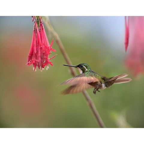 Gray Tailed Mountain Gem Hummingbird White Modern Wood Framed Art Print by Fitzharris, Tim