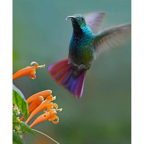 Green Breasted Mango Hummingbird at Flame Vine White Modern Wood Framed Art Print by Fitzharris, Tim