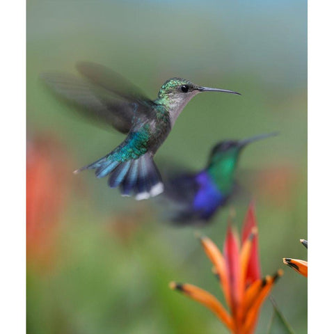 Crowned Wood Nymph Hummingbirds White Modern Wood Framed Art Print by Fitzharris, Tim